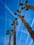 Airplane chemtrails over palm trees