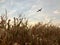 Airplane departing over dry cornfield