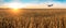 Airplane flying above the golden wheat field and blue sky with picturesque clouds. Beautiful summer landscape.