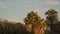 Airplane flying over palm trees