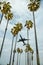 Airplane and Palms