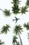 Airplane passing by on top of coconut trees
