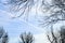 Airplane vapor trail in blue sky viewed through frame of silhouetted winter tree branches