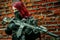 Airsoft red-hair woman in uniform with machine gun beside brick wall. Close up view