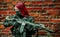 Airsoft red-hair woman in uniform with machine gun. Closeup soldier beside brick wall