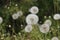 airy dandelions on a green grass background, lush grass. Nature abstract background. summer flowers. Beautiful background texture