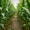 Aisle in a field with corn, green stalks of corn close-up. Green ears of corn.