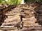 Aisles of cut logs, piled one on top of the other, on a floor of dead leaves