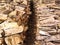 Aisles of cut logs, piled one on top of the other, on a floor of dead leaves