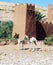 Ait Benhaddou and dromedaries, Morocco, Africa