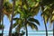 Aitutaki Beach, Sand and Palm Trees