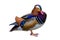 Aix galericulata Mandarin duck beautiful color