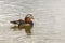 Aix galericulata - Mandarin duck - floats on water and its color is reflected in the water