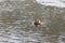 Aix galericulata - Mandarin duck swims