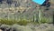 Ajo Mountain Drive, an unpaved dirt road through Organ Pipe Cactus National Monument. Sagurao cactus line the road. USA, Arizona