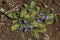 Ajuga decumbens Creeping bugleweed