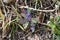 Ajuga decumbens Creeping bugleweed