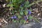 Ajuga decumbens Creeping bugleweed