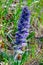 Ajuga orientalis - wild plant with a blue flower on the slopes of the mountains of the ancient volcano Karadag
