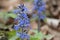 Ajuga pyramidalis, commonly known as pyramidal bugle