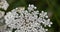 Ajwain, ajowan Trachyspermum ammi - a white field flower against a background of greenery