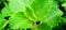 Ajwain Indian Borage orengano leaves plant beautiful stock