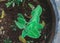 Ajwain tree in the pot