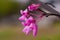 Aka approaches the Judas redbud tree.