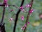 Aka approaches the Judas redbud tree.