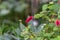 Akalifa flowers. Beautiful red of Acalypha hispida flowers with fresh green leaves.