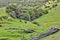 Akaroa landscape