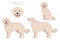 Akbash dog longhaired clipart. Different poses, coat colors set