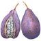 Akebia quinata, Akebi, exotic fruit, whole object, isolated, watercolor illustration on white