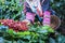 Akha woman picking red coffee beans on bouquet