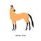 Akhal-Teke breed horse flat vector illustration. Beautiful equine, palfrey, blood-horse. Hoss breeding concept. Arabian