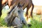 Akhal-teke Foal having a rest in the pasture. horses are grazing