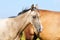 Akhal-teke Foal having a rest in the pasture. horses are grazing behind