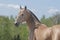 Akhal-teke horse