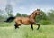 Akhal-teke horse