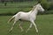 Akhal Teke, Horse Breed from Turkmenistan, Mare Trotting