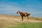 Akhal-teke horse in dry pasture under the heating sun