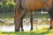 Akhal-teke horse grazing near the water