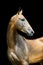 Akhal-teke horse isolated on black