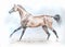 Akhal-teke horse in motion watercolor painting in vector format