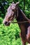 Akhal-Teke horse. Muzzle thoroughbred Akhal-Teke horse, photo in nature