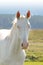 Akhal-teke horse portrait