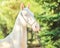 Akhal-Teke horse portrait.