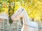 Akhal-Teke horse portrait.