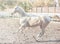 Akhal-Teke horse portrait.