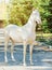 Akhal-Teke horse portrait.